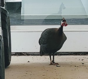 Turkey about to attack me. 